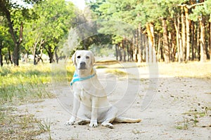 Funny white labrador retriever sitting at the forest meadow.