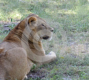 Portrait of a young lion