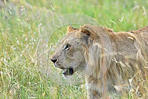 Portrait of young Lion