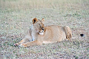 Portrait of young Lion