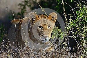 Portrait of young Lion