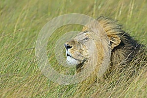 Portrait of young Lion