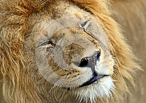 Portrait of young Lion