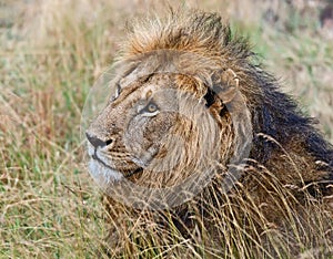 Portrait of young Lion