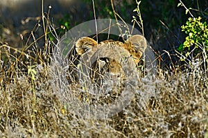 Portrait of young Lion