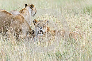 Portrait of a young lion