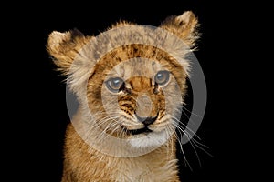 Portrait of Young Lion Cub Isolated on Black Background