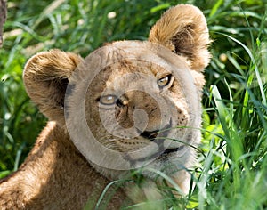 Portrait of a young lion. Kenya. Tanzania. Maasai Mara. Serengeti.