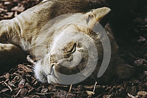 Portrait of a young lion sleeping