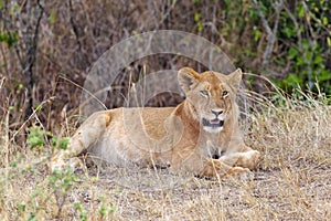 Portrait of a young lioness in a thick bush Masai Mara. Kenya, Africa