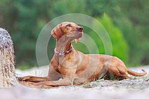 Portrait of a young Magyar Viszla dog photo