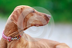 Portrait of a young Magyar Viszla dog photo