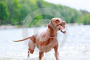 Portrait of a young Magyar Viszla dog photo