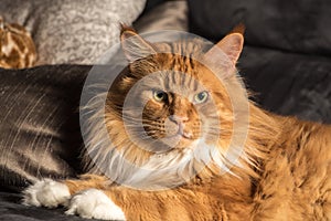 Portrait of a young maine coon male cat on grey couch