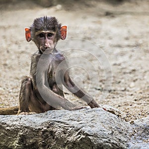 Portrait of young male hamadryas baboon