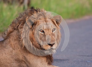 Portrait of young male lion