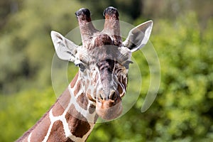 Portrait of a young male Reticulated Giraffe, Giraffa camelopardalis reticulata,