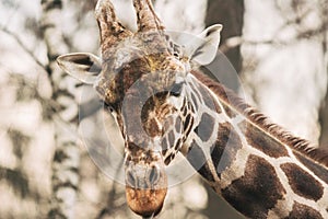 Portrait of a young male Reticulated Giraffe, Giraffa camelopardalis reticulata. Close up portrait of Masai giraffe