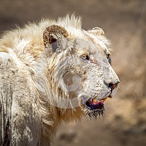 Portrait of young Male white lion