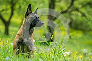 Portrait of young malinois, Belgian shepherd dog