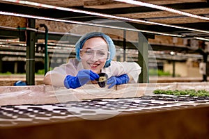 Portrait of young man farmer harvesting vegetables from hydroponics farm in morning. Hydroponics, Organic fresh harvested greenery