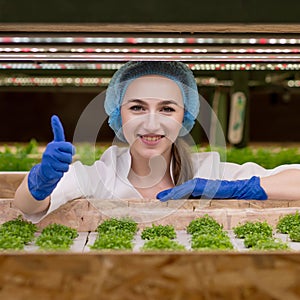 Portrait of young man farmer harvesting vegetables from hydroponics farm in morning. Hydroponics, Organic fresh harvested greenery