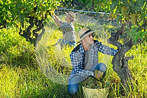 Portrait of young man farmer picking harvest of green grapes