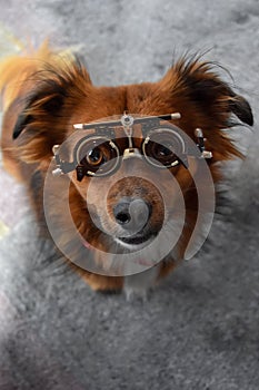 Even a dog can become short-sighted, dog with trial frame photo