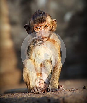 Portrait of young monkey