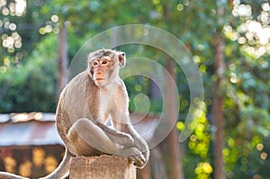Portrait of young monkey be inattentive and sitting at the concrete fence