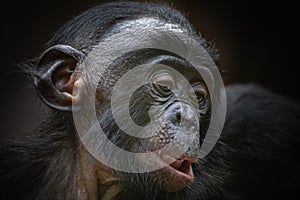 portrait of a young monkey