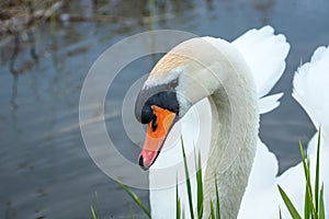 Portrait of a young mute swan in the water