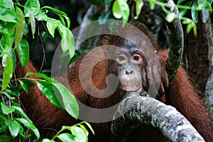 Portrait of a young Orangutan