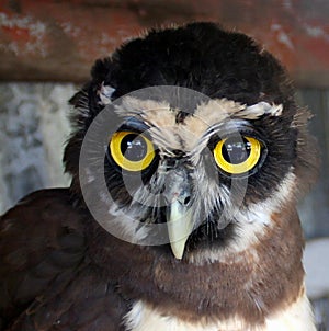 Portrait of young owl chick, Galibi, Maroni, Suriname