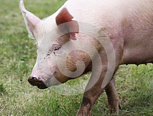 Portrait of a young pig at animal farm on green grass meadow