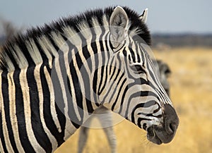 Portrait of a young plains zebra, Copy space