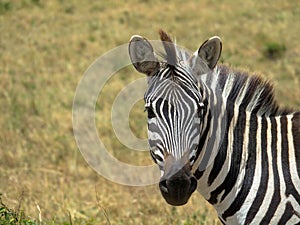 Portrait of a young plains zebra, Copy space