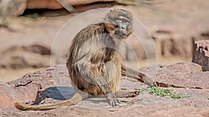 Portrait of young and playful African baboon