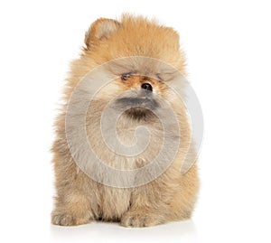 Portrait of a young Pomeranian Spitz