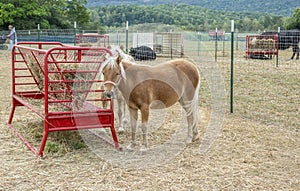 Portrait of a young pony outside at a petting zoo