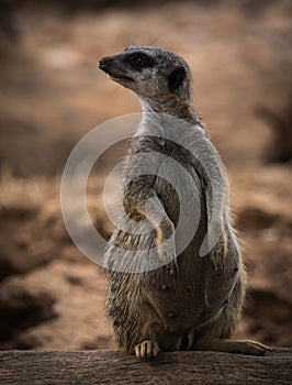 Portrait of a young pregnant meerkat sitting on a log