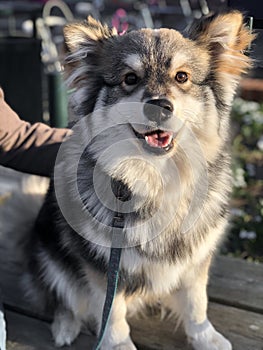 Portrait of a young puppy Finnish Lapphund