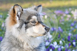 Portrait of a young puppy Finnish Lapphund