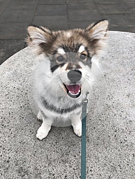 Portrait of a young puppy Finnish Lapphund dog