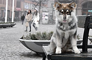 Portrait of a young puppy Finnish Lapphund dog