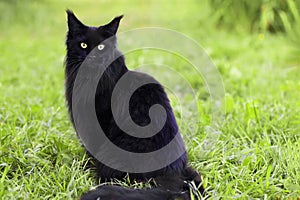 portrait of young purebred pedigreed cat, black maine coon with bright green eyes on the grass on the gras