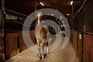 Portrait of young purebred stallion tied standing in stalls