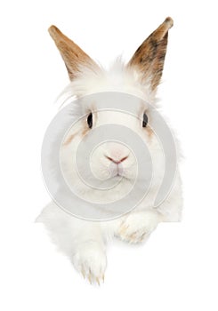 Portrait of a young Rabbit above banner