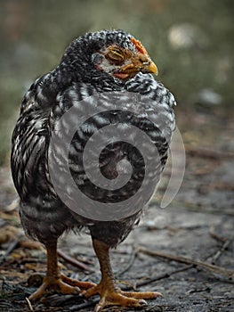 Portrait of young chickens.