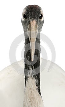 Portrait of Young Red-crowned Crane, Grus japonensis photo